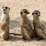 meerkats, šelmičky, african, trio, curious, panáčkující, good, trio, trio, trio, trio, trio