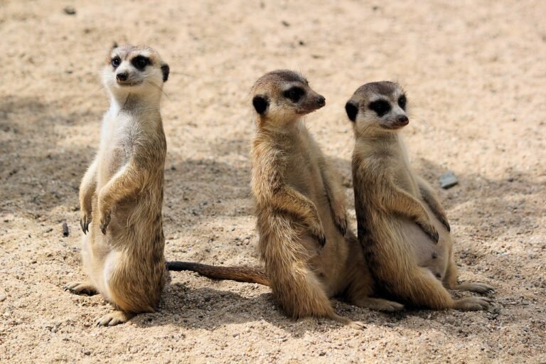 meerkats, šelmičky, african, trio, curious, panáčkující, good, trio, trio, trio, trio, trio