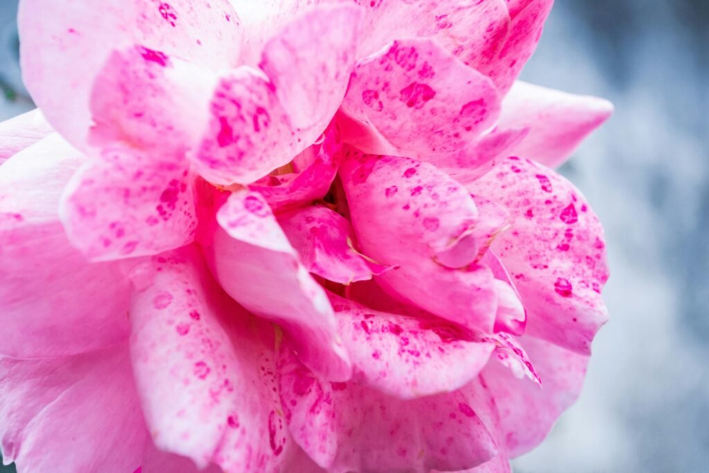 A detailed close-up of a vibrant pink rose, highlighting the delicate petals and natural beauty.