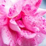 A detailed close-up of a vibrant pink rose, highlighting the delicate petals and natural beauty.