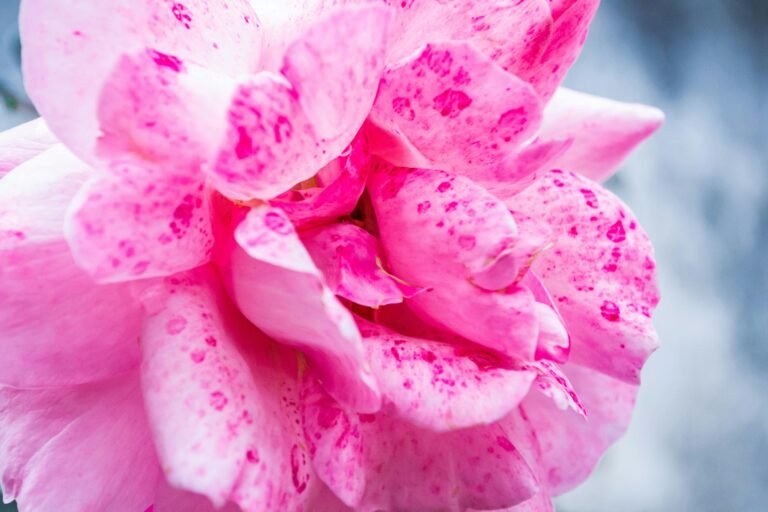 A detailed close-up of a vibrant pink rose, highlighting the delicate petals and natural beauty.