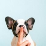 Cute French Bulldog puppy with a finger on its lips against a blue background.