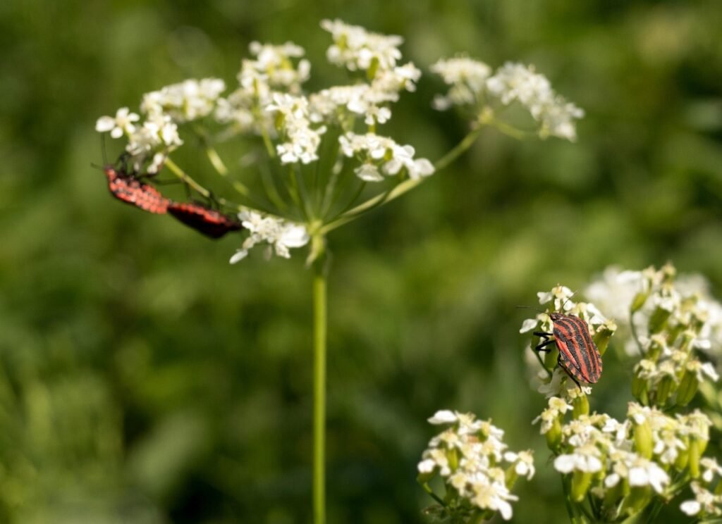 bug, pairing, voyeurism, spring, strip bug, insects, insect photo, reproduction, nature, meadow, blossoms, white, red, striped