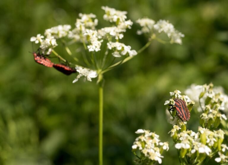bug, pairing, voyeurism, spring, strip bug, insects, insect photo, reproduction, nature, meadow, blossoms, white, red, striped