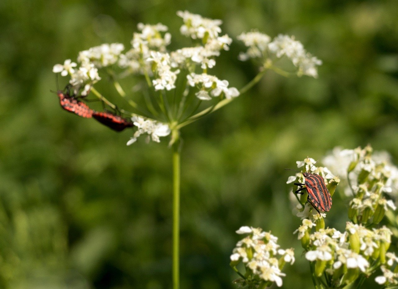 bug, pairing, voyeurism, spring, strip bug, insects, insect photo, reproduction, nature, meadow, blossoms, white, red, striped